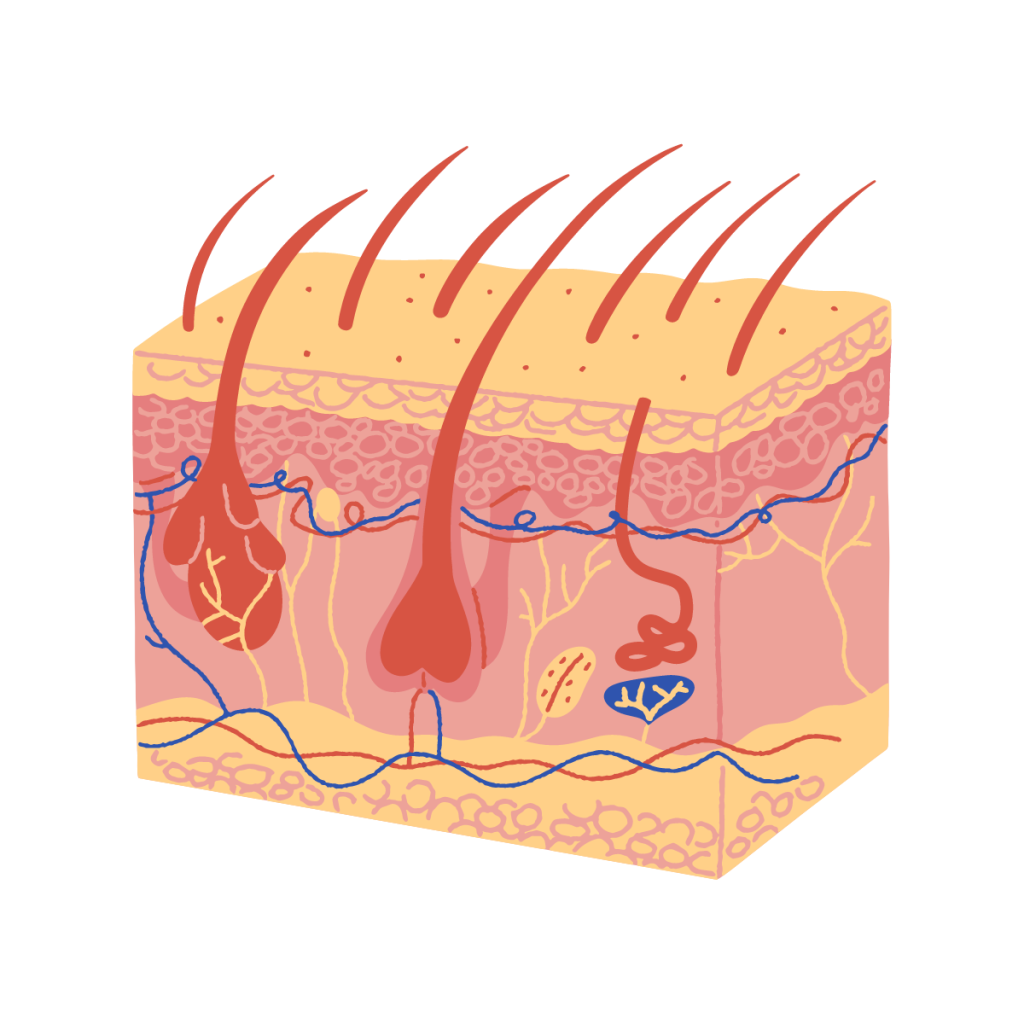 image of cross section of skin (illustration) -ISO 10993-10 - Biological Evaluation of Medical Devices - Tests for skin sensitization